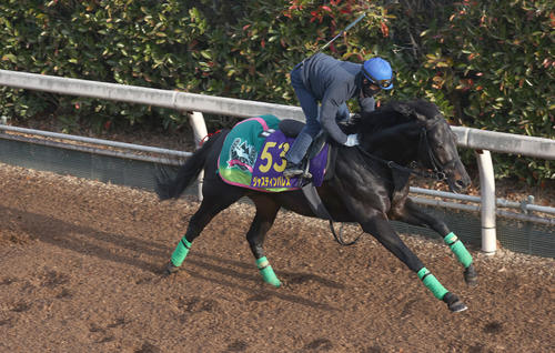坂路で追い切るジャスティンパレス