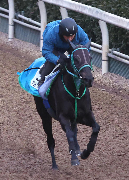 坂路を単走で追い切るアンドヴァラナウト(撮影・白石智彦)