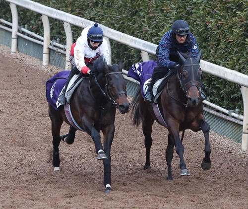 坂井騎手を背に坂路をヤマニンウルス(右)と併せ馬で追い切るセッション(撮影・白石智彦)