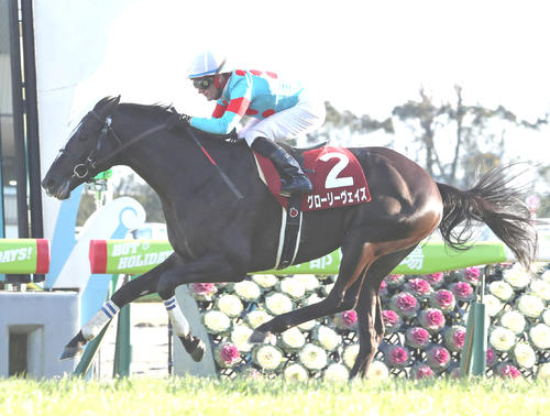 日経新春杯を制したグローリーヴェイズ(2019年1月13日撮影)