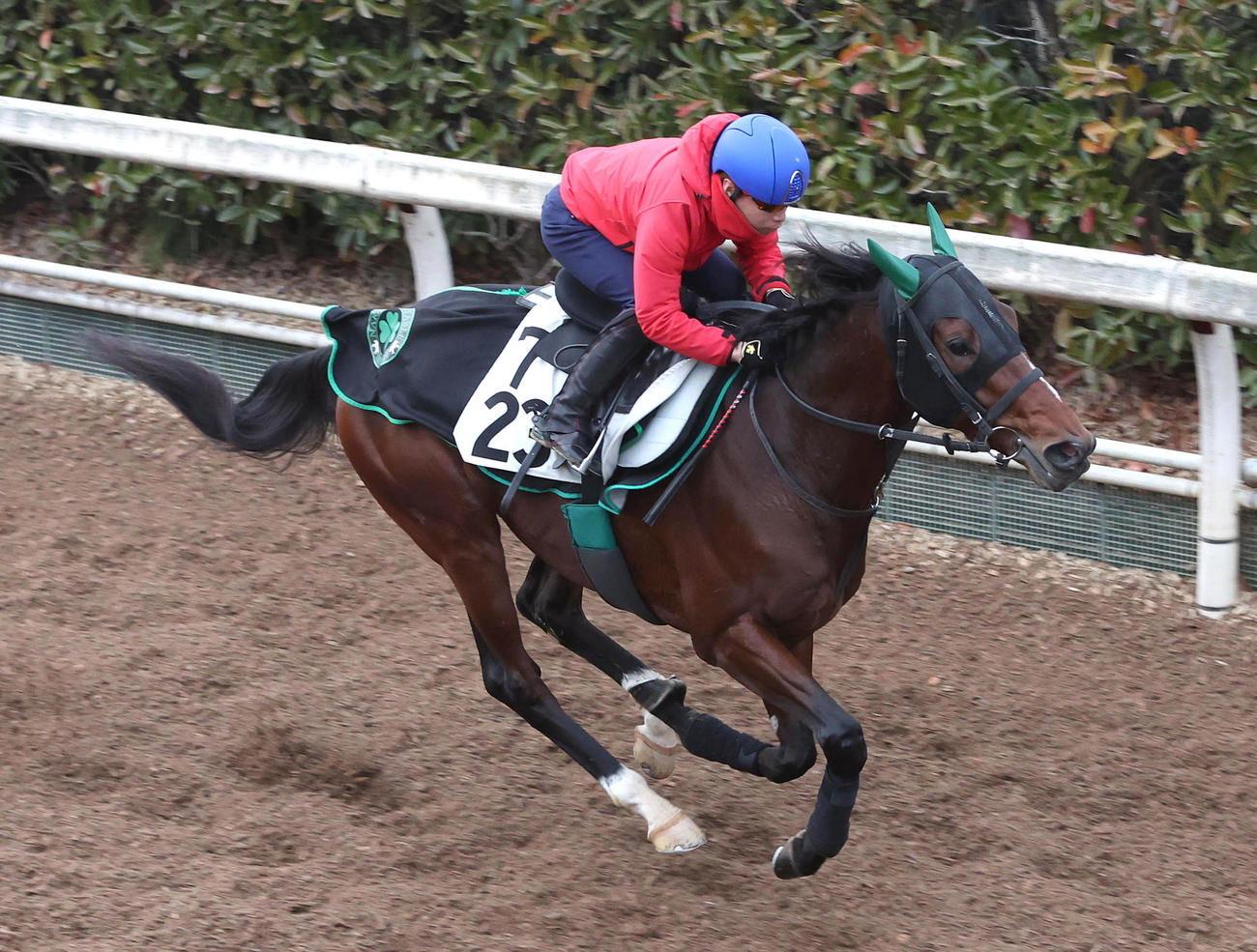 池添騎手を背に坂路を単走で追い切るサヴォーナ（撮影・白石智彦）