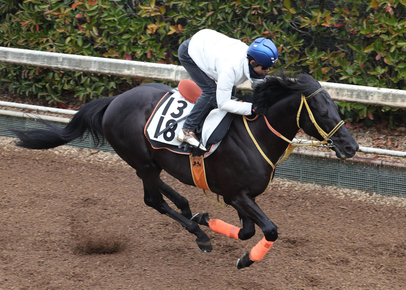 坂路を単走で追い切るディアスティマ（撮影・白石智彦）