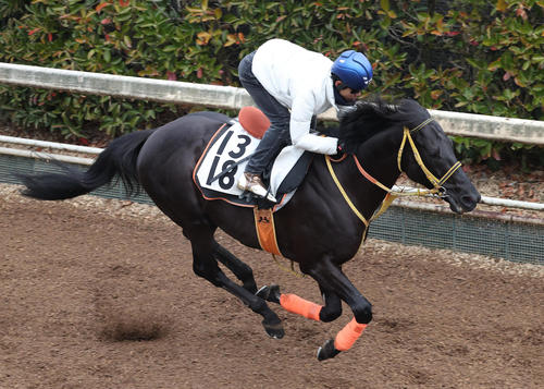 坂路を単走で追い切るディアスティマ(撮影・白石智彦)