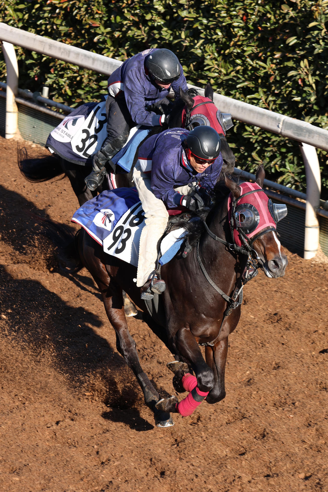 17日、坂路で併せ馬に先着するペプチドナイル（右）