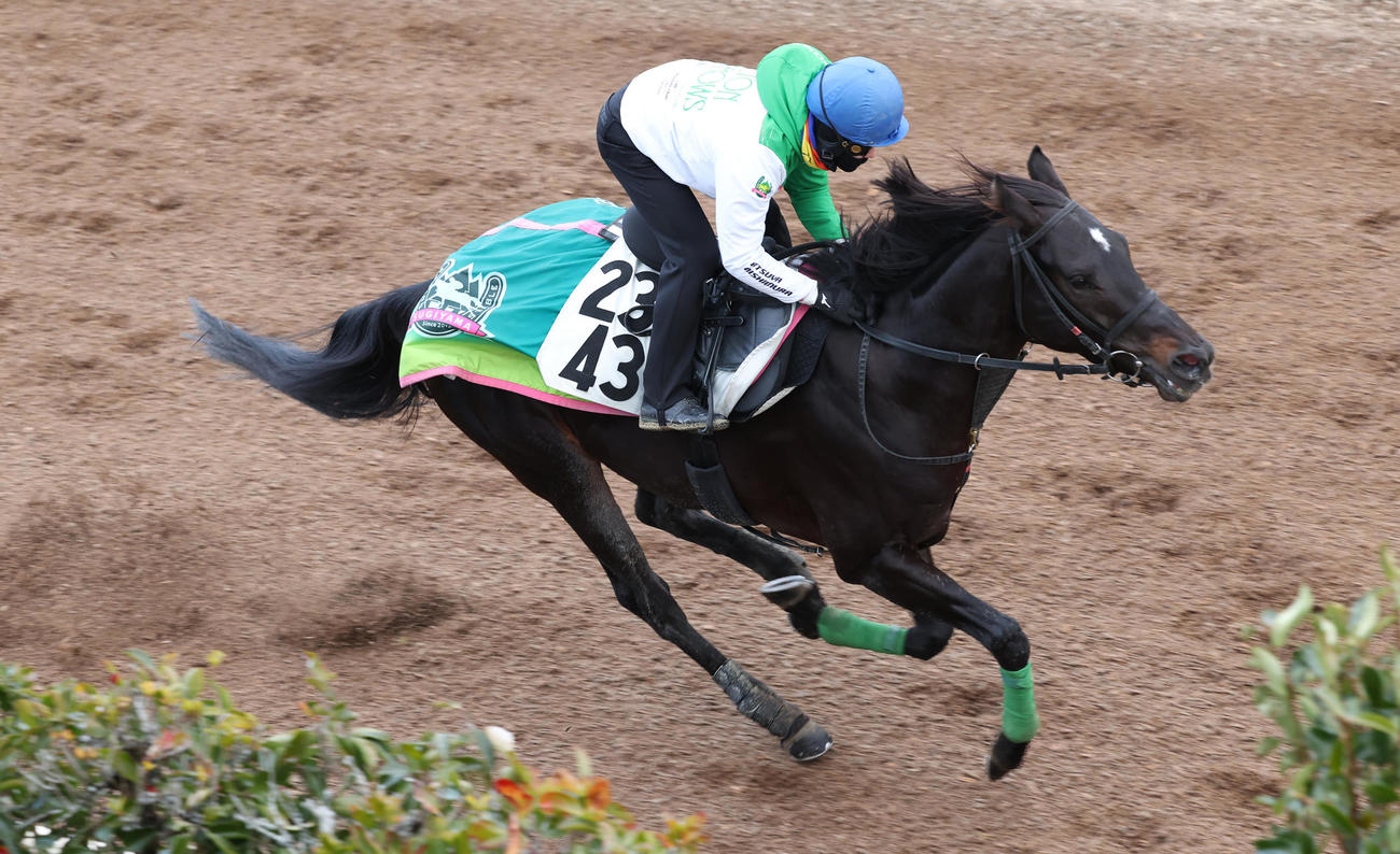 坂路で追い切るルガル