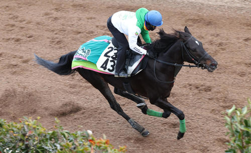坂路で追い切るルガル