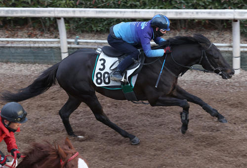 坂路で追い切るオタルエバー