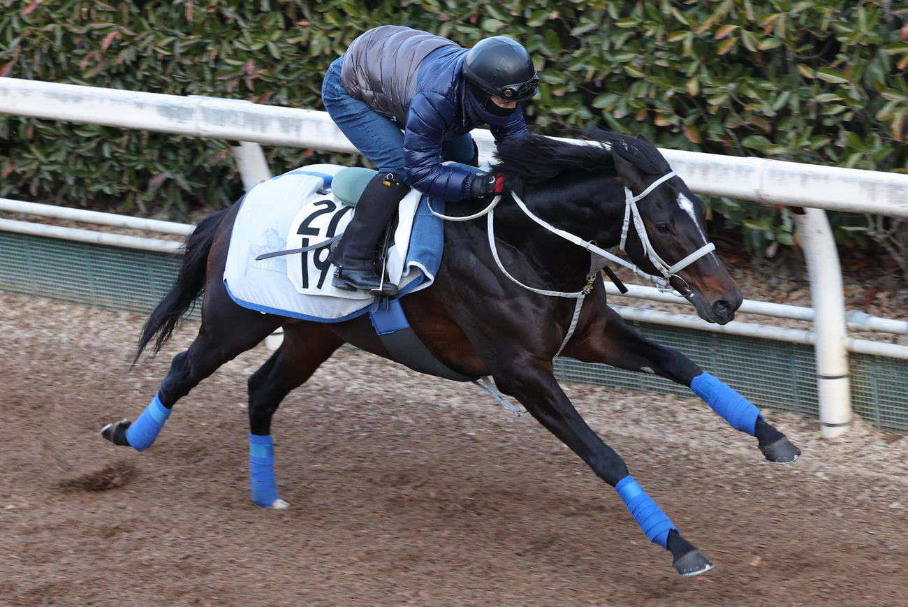 坂路で追い切るメイショウソラフネ