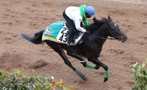 坂路で追い切るルガル