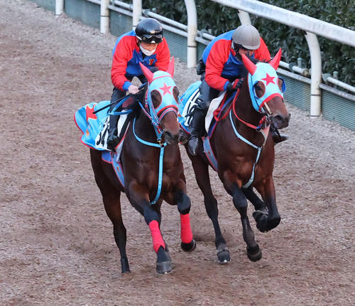 坂路にて併せ馬で追い切るタガノビューティー（右）