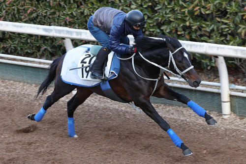 坂路で追い切るメイショウソラフネ