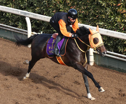 坂路を単走で追い切るジャンタルマンタル(撮影・白石智彦)