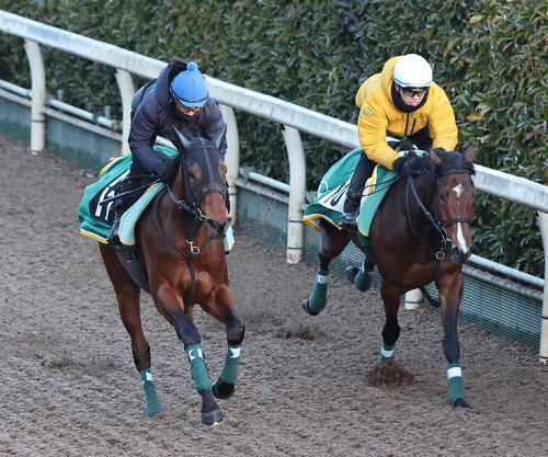 坂路をマコトヴェリーキー(右)と併せ馬で追い切るベラジオボンド(撮影・白石智彦)