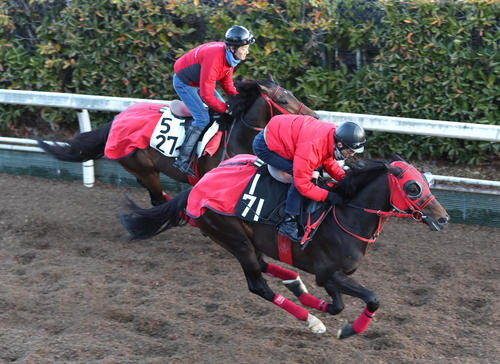 坂路をグッジョブ(左)と併せ馬で追い切るエコロヴァルツ(撮影・白石智彦)