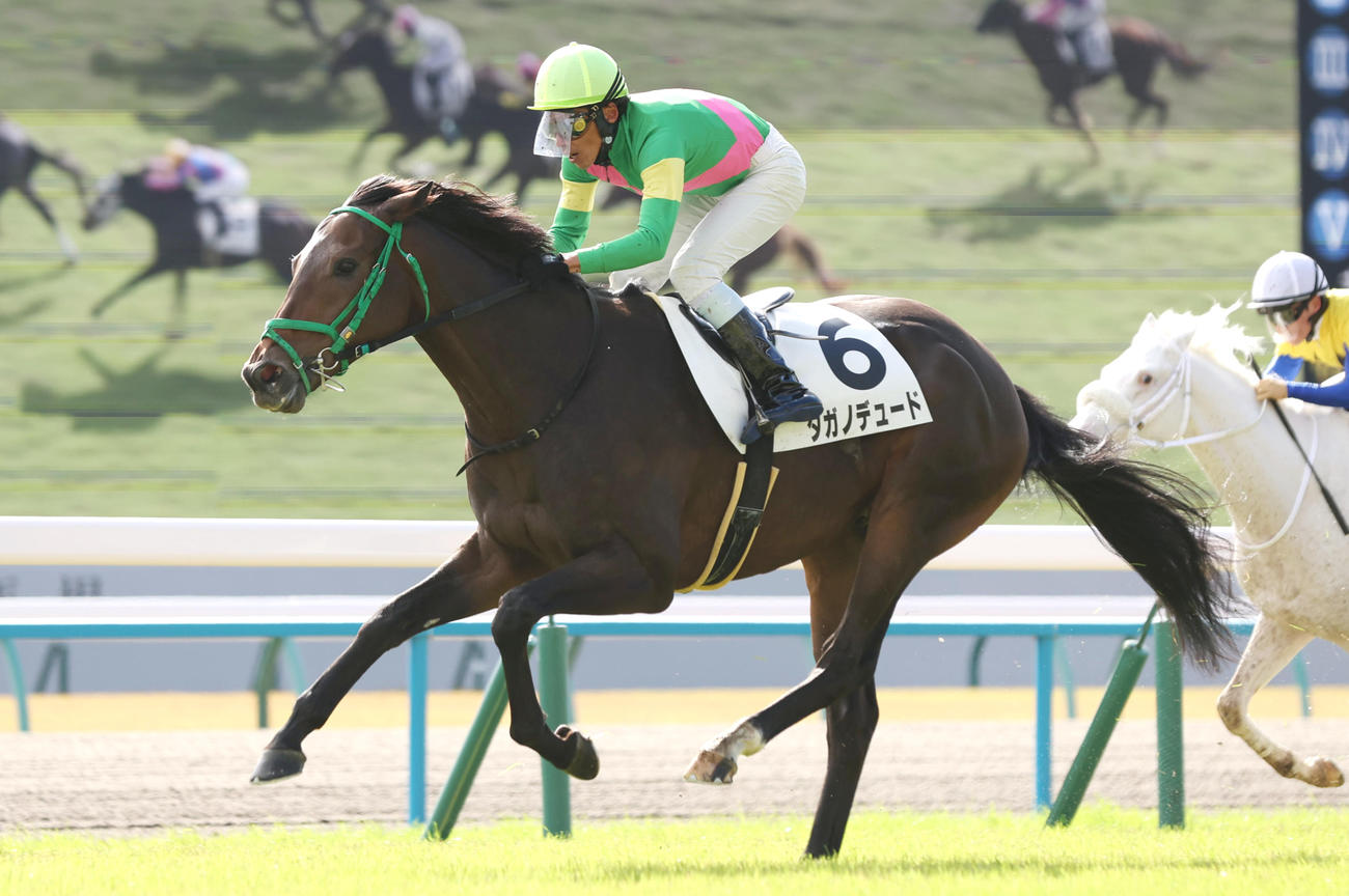 23年11月18日、京都3Rの未勝利戦を制したタガノデュード