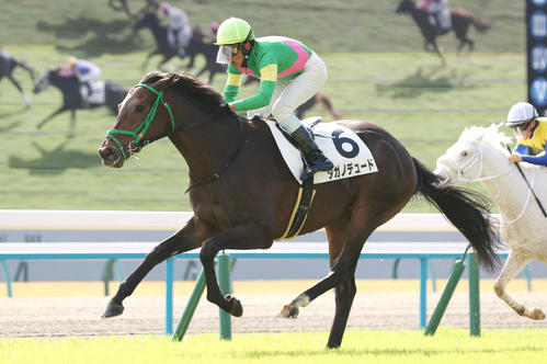 23年11月18日、京都3Rの未勝利戦を制したタガノデュード