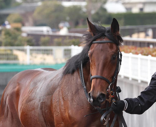2023年1月7日、中京1Rの3歳未勝利を勝ち上がったサンデーヒーロー