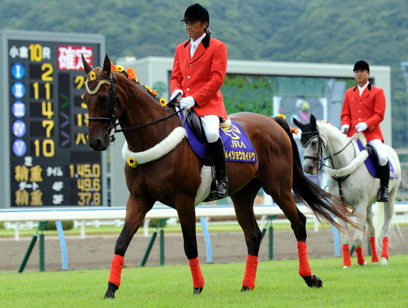 引退後、小倉競馬場で誘導馬を務めるメイショウカイドウ（2013年撮影）