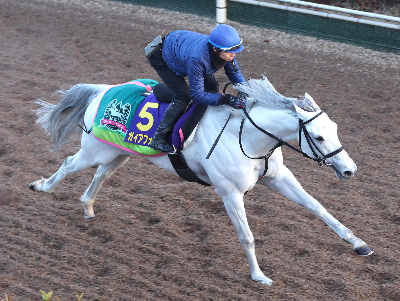 長岡騎手を背に坂路を単走で追い切るガイアフォース（撮影・白石智彦）