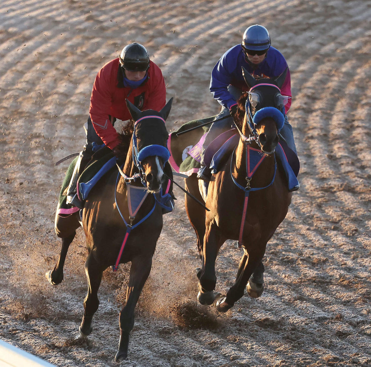 ウィルソンテソーロ（右）は武士沢騎手を背に美浦ウッドを併せ馬で追い切られた（撮影・丹羽敏通）