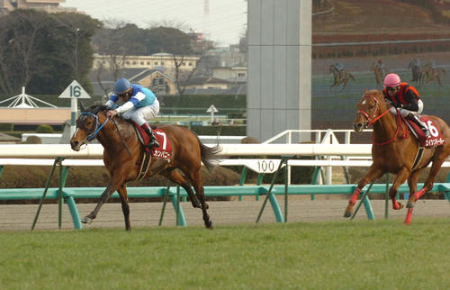中山記念を制したカンパニー(2008年3月2日撮影)