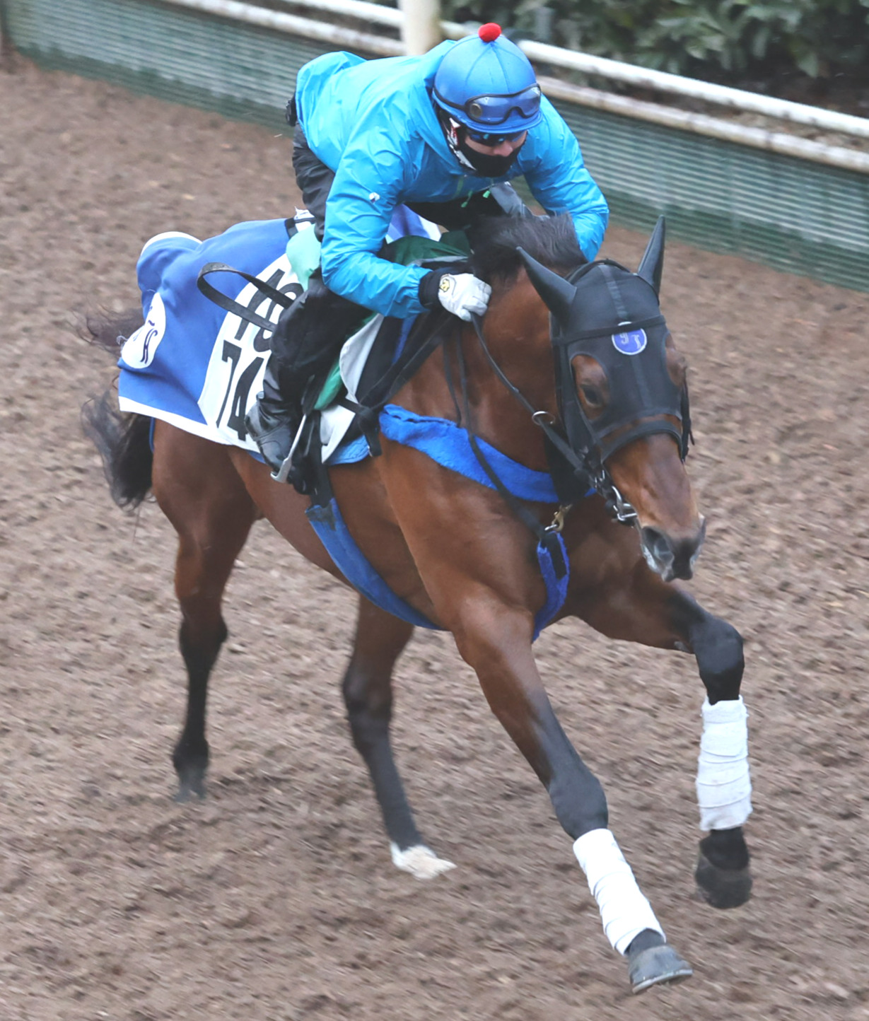 坂路で追い切るスマートクラージュ