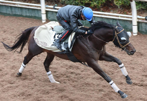 坂路で追い切るタマモブラックタイ