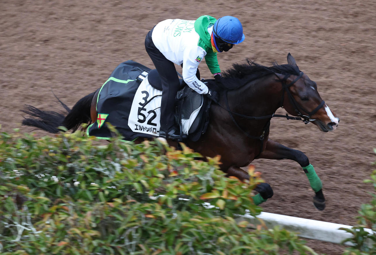 西村淳騎手を背に坂路で追い切るエルトンバローズ
