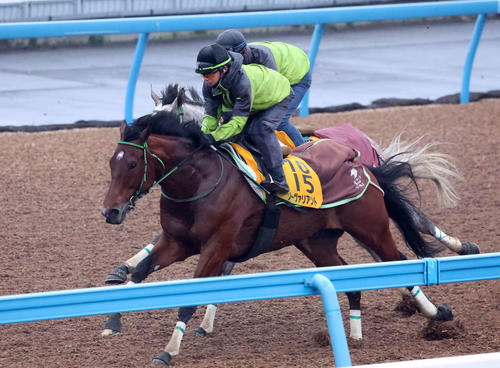ソーヴァリアント(手前)は美浦ウッドでナイトインロンドンと併せて追い切られた(撮影・丹羽敏通)