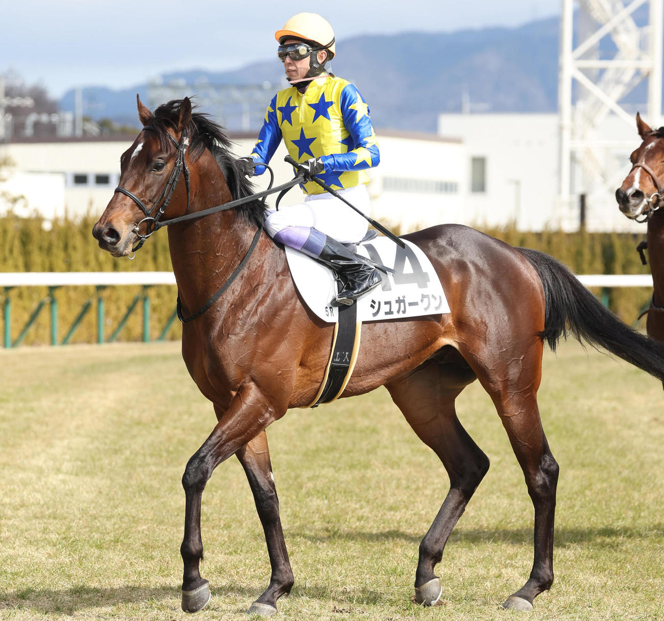2月4日、新馬戦2着に敗れたシュガークン
