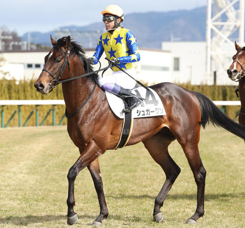 2月4日、新馬戦2着に敗れたシュガークン
