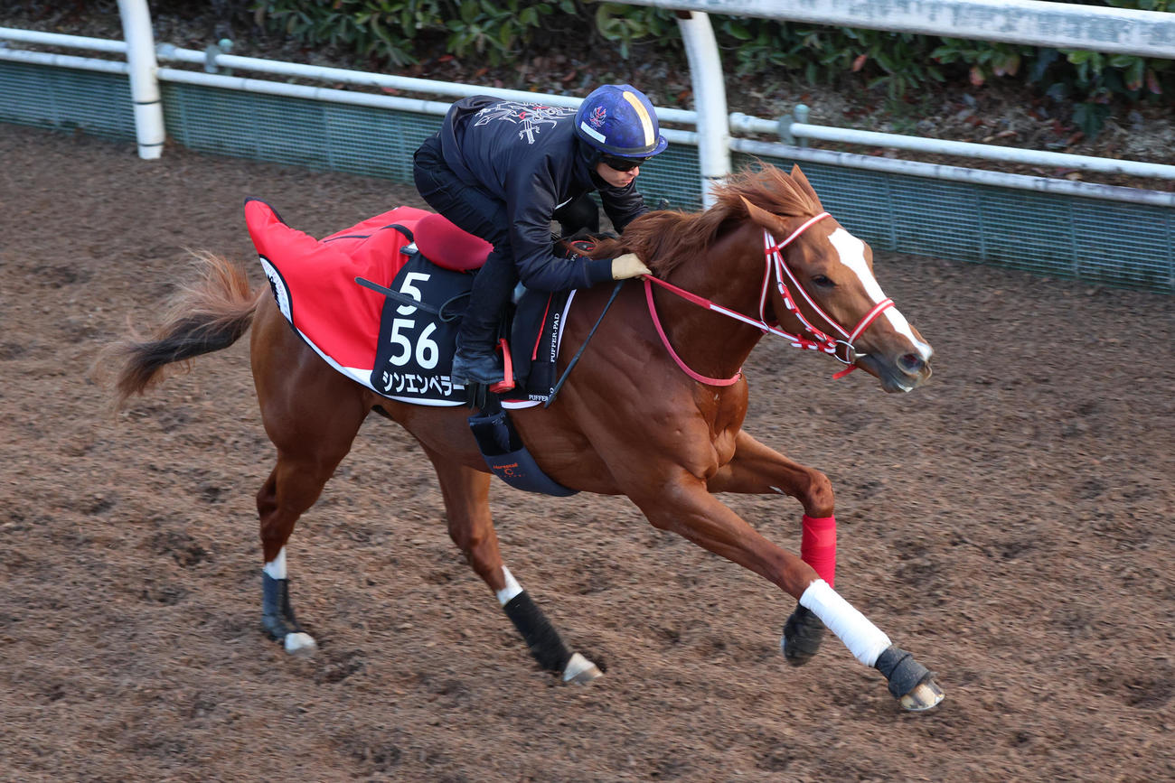 川田騎手が騎乗し坂路を駆け上がるシンエンペラー
