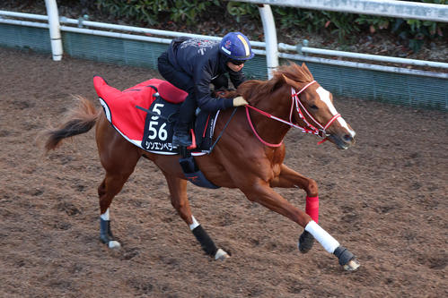 坂路を馬なりで駆け上がるシンエンペラー