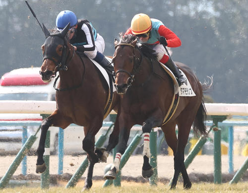 デビュー戦の2月10日京都5R3歳未勝利戦で3着に入ったタマモランプ(右)
