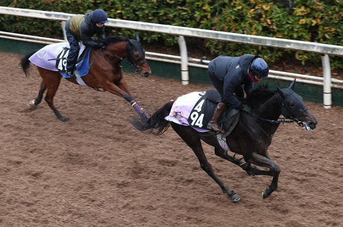 坂路で併せ馬で追い切るシカゴスティング(右)