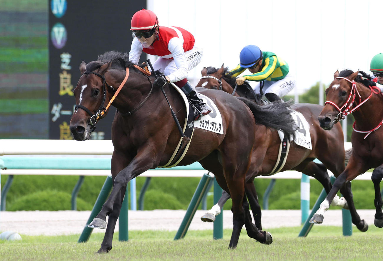 23年9月24日阪神5Rの新馬戦を制したショウナンラプンタ