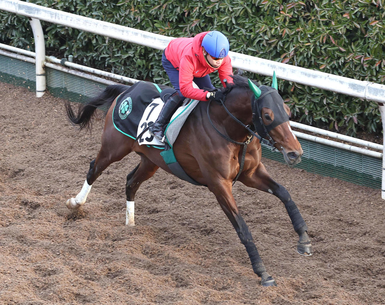 坂路を単走で追い切るサヴォーナ（撮影・白石智彦）