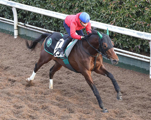 坂路を単走で追い切るサヴォーナ（撮影・白石智彦）