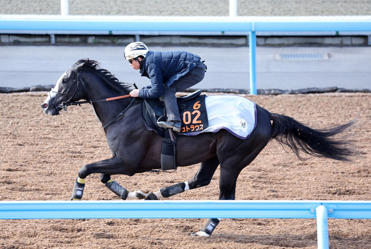 北村宏司騎手を背に美浦ウッドで追い切るシュトラウス（撮影・鈴木正人）