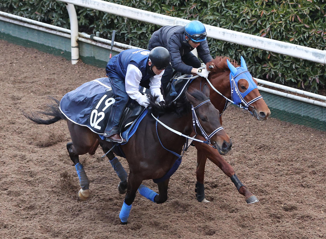 幸騎手を背に坂路をホウショウリナ（左）と併せ馬で追い切るウォーターリヒト（撮影・白石智彦）