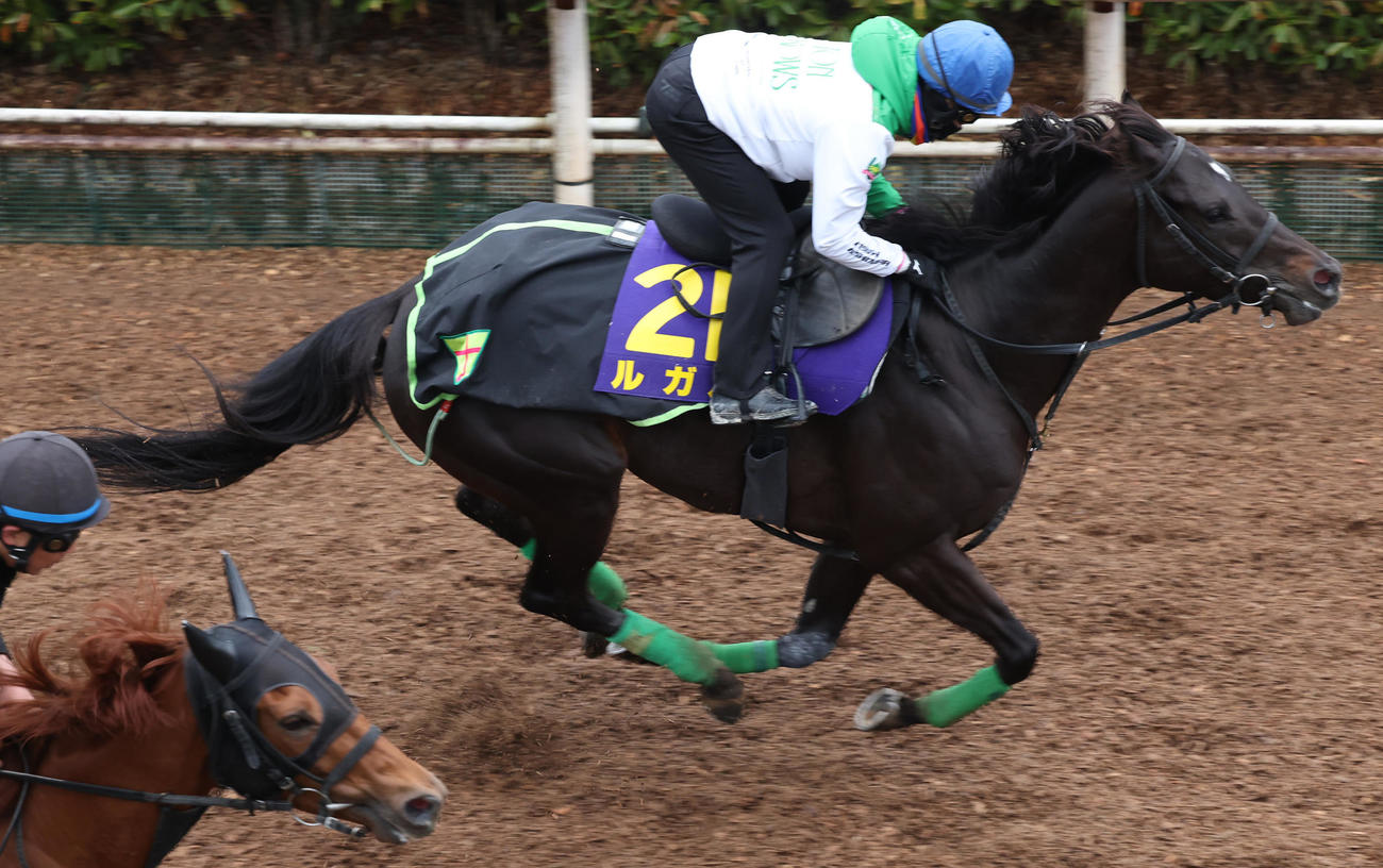 西村淳騎手を背に坂路で追い切るルガル