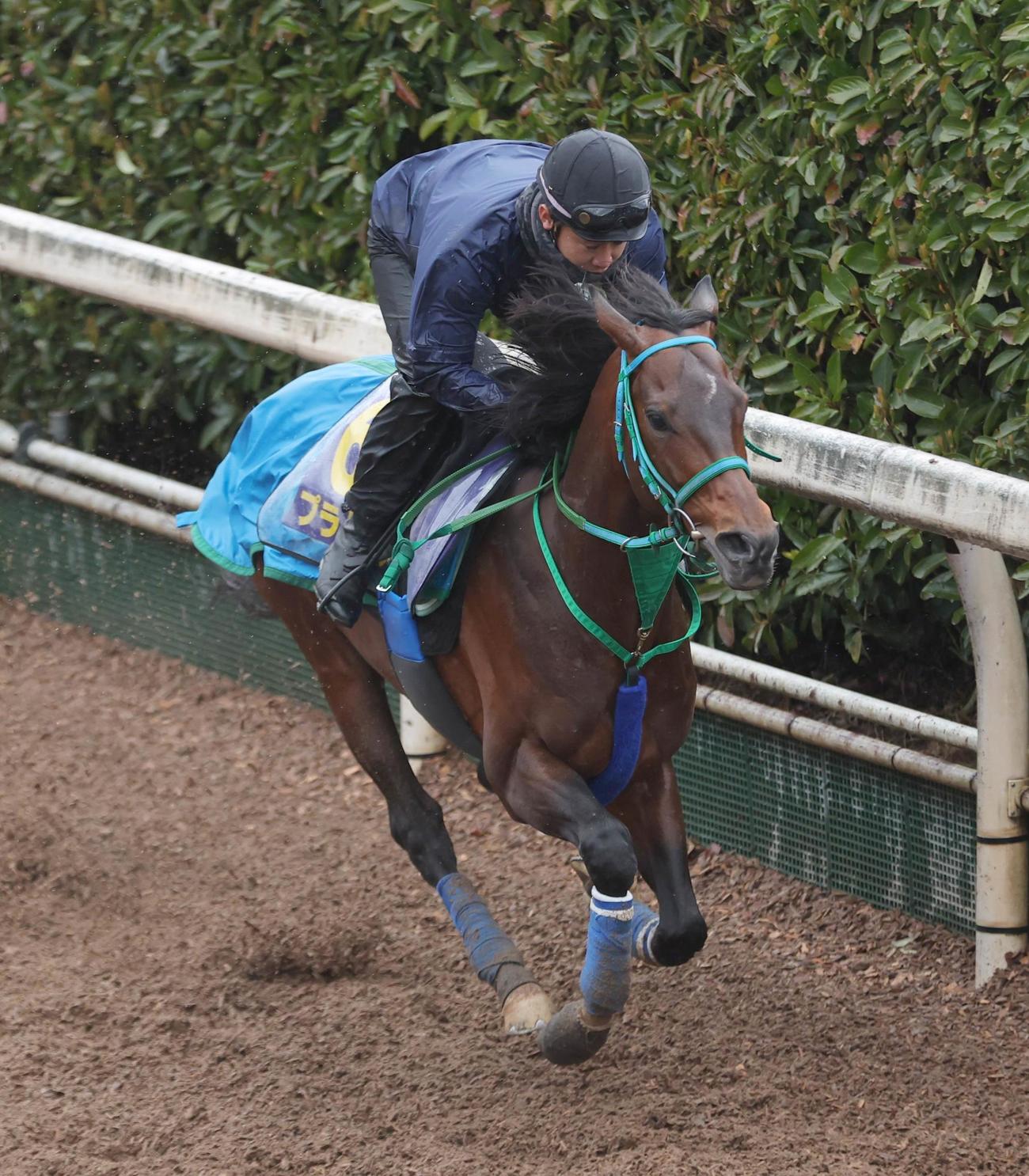 坂路コースを単走で追い切るプラダリア