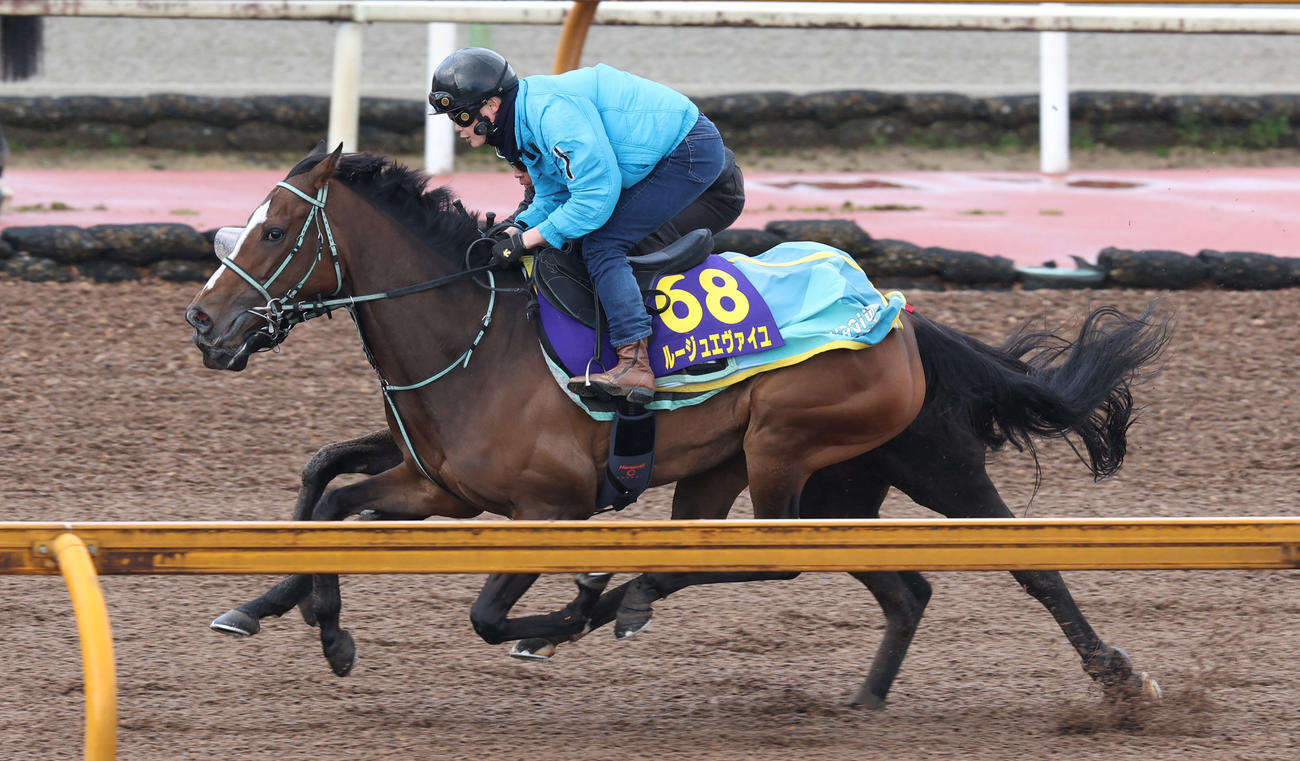 Cウッドコースを併せ馬で追い切るルージュエヴァイユ