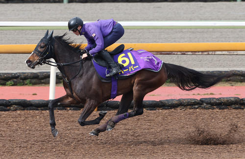 Cウッドコースで追い切るハーパー