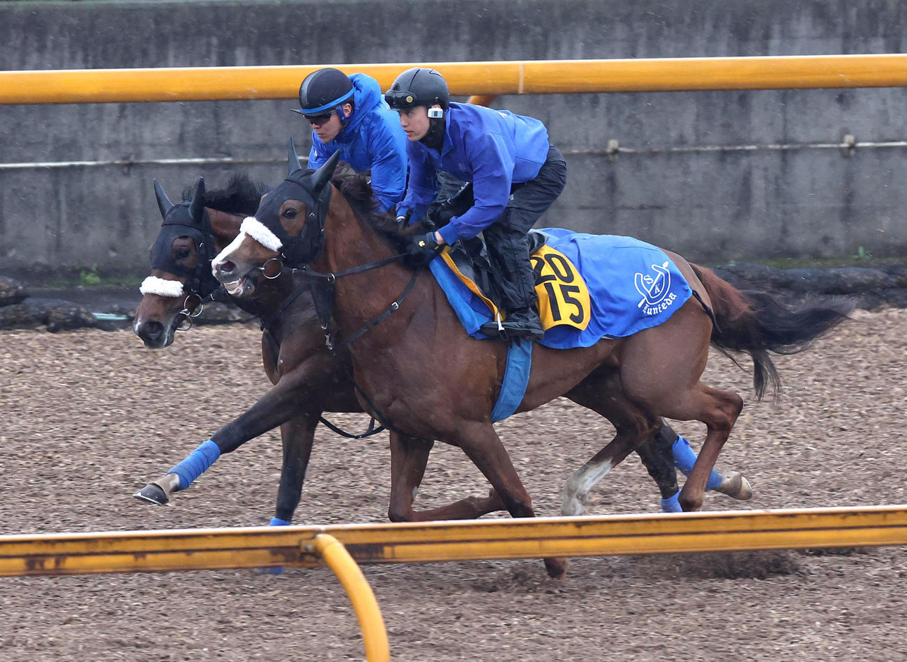 ルージュアルル（右）と併せ馬で追い切るステレンボッシュ（撮影・白石智彦）