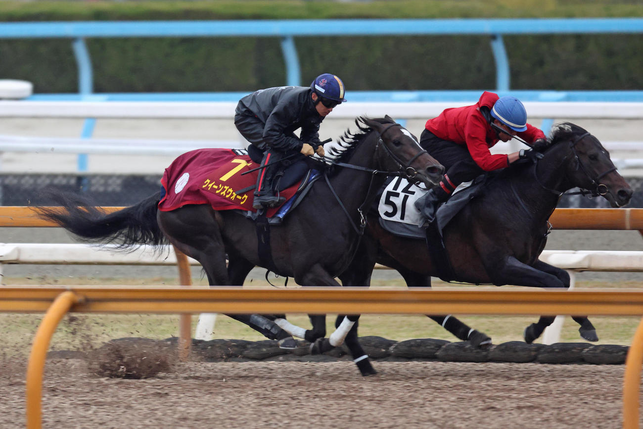 ダノントルネード（右）との併せ馬で時計を出したクイーンズウォーク
