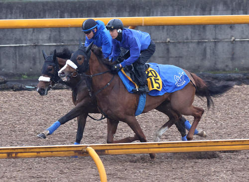 ルージュアルル(右)と併せ馬で追い切るステレンボッシュ(撮影・白石智彦)