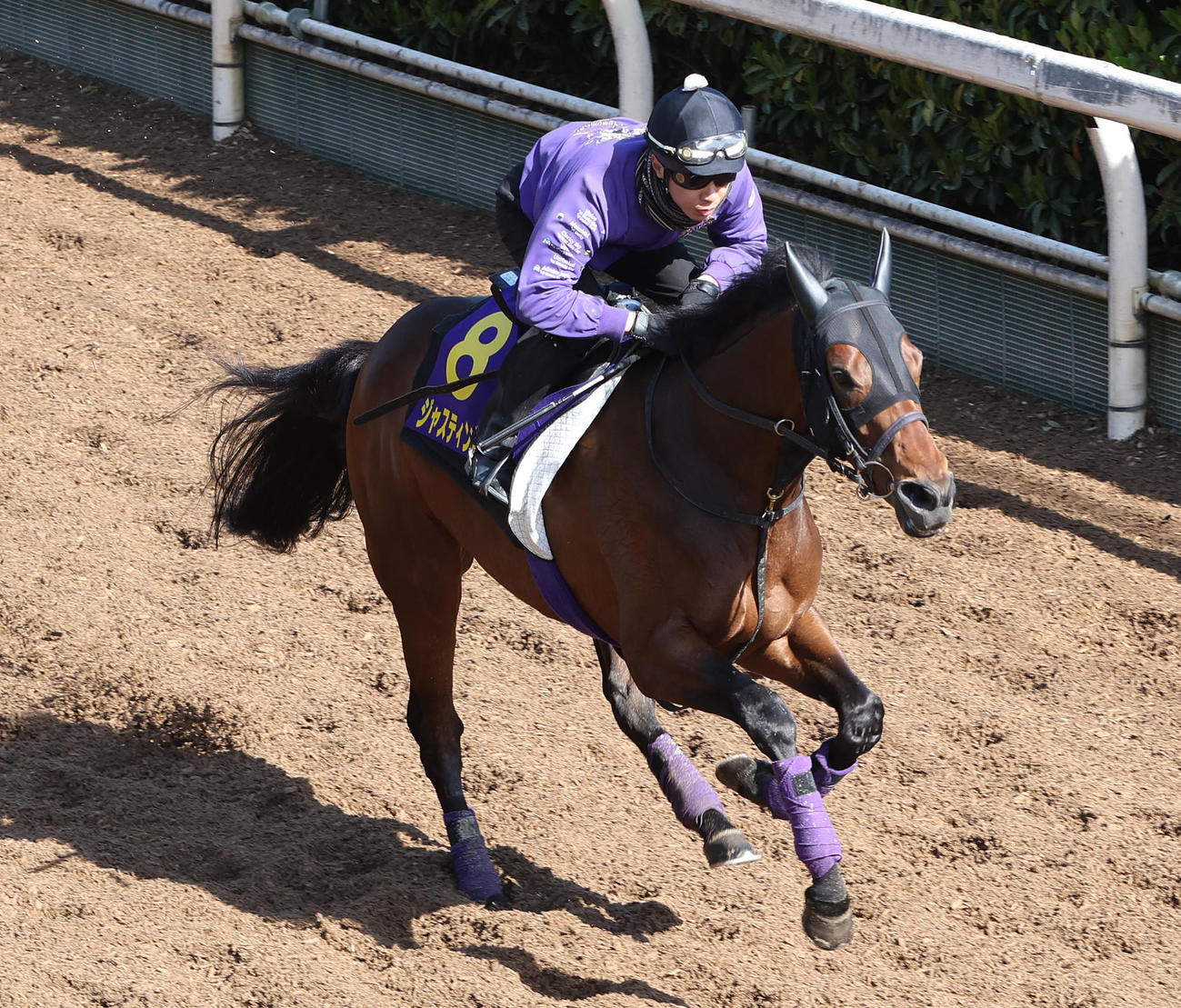 坂路を単走で追い切るジャスティンミラノ（撮影・白石智彦）