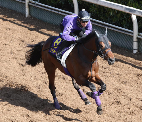 坂路を単走で追い切るジャスティンミラノ（撮影・白石智彦）