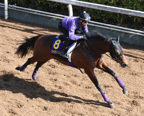 坂路を単走で追い切るジャスティンミラノ(撮影・白石智彦)